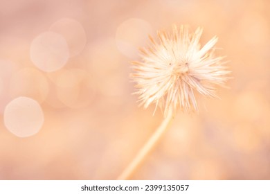 Wildflowers and bokeh in the sunlight. Blurred background color of the year 2024 peach fuzz - Powered by Shutterstock