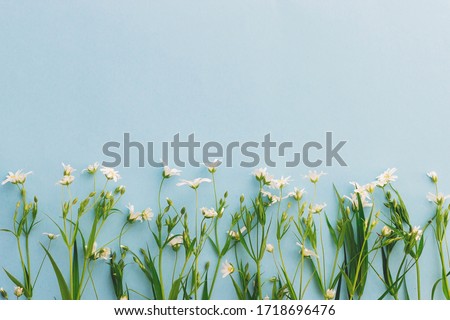 Wildflowers border on blue paper background, flat lay with space for text. Blooming spring flowers, floral greeting card template. Happy  Mother's day. Hello spring. Easter concept