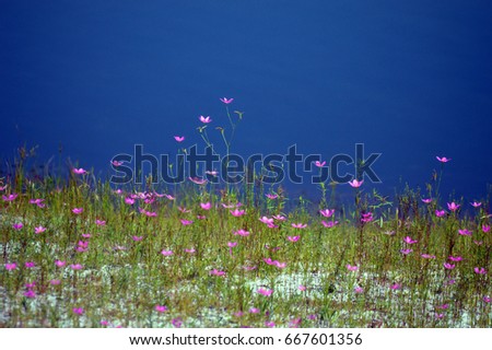 Similar – Hallig Gröde | Beach lilacs in the evening light