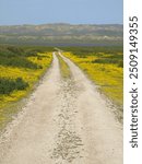 Wildflowers, Carrizo Plain National Park, CA. 