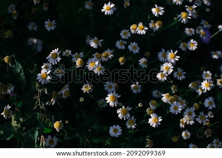 Similar – Image, Stock Photo #A0# Wildflowers