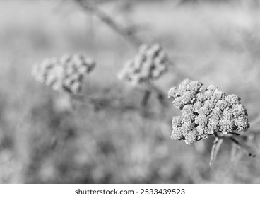 Wildflowers, close -up. Black and white background. - Powered by Shutterstock