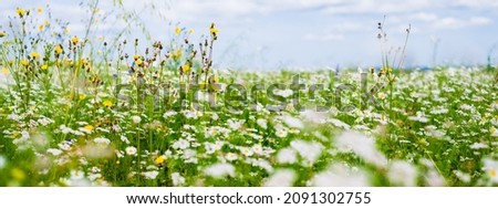 Wildflowers close-up. Panoramic view of the blooming chamomile field. Floral pattern. Setomaa, Estonia. Environmental conservation, gardening, alternative medicine, ecotourism
