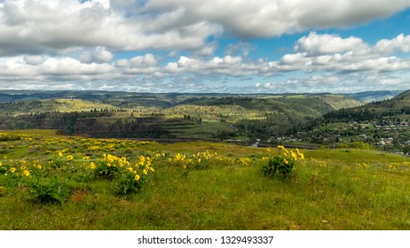 Wildflowers At Columbia Gorge