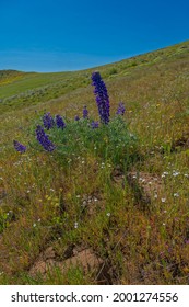 Wildflowers In The Columbia River Gorge