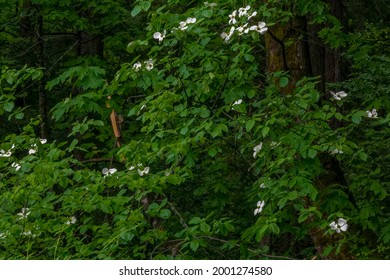 Wildflowers In The Columbia River Gorge