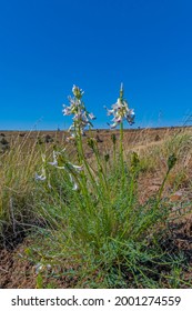 Wildflowers In The Criterion Tract, Oregon