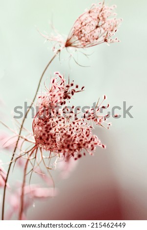 Similar – Decoration with baby’s breath and glass vase in front of pink background