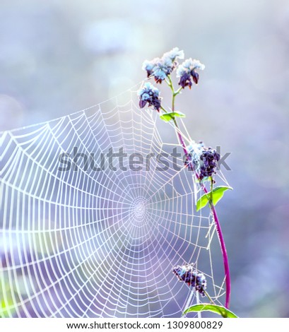 Abstauber Hummel Blüte