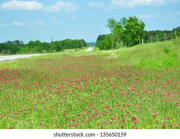 Wildflowers in East Texas