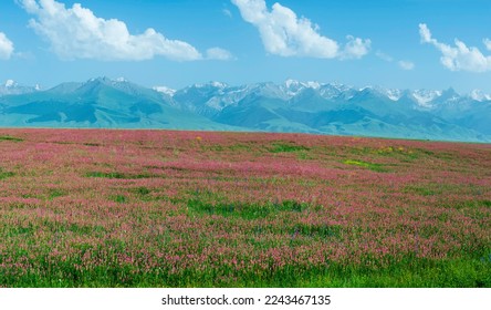 Wildflowers field in front of Tien Shan Mountain Range, Road to Song Kol Lake, Naryn province, Kyrgyzstan, Central Asia - Powered by Shutterstock