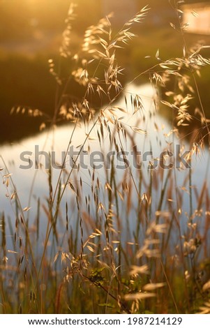 Wildflowers in a field, illuminated by beautiful golden hour light. Selective focus.