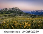 Wildflowers in a field near Crested Butte, evening light