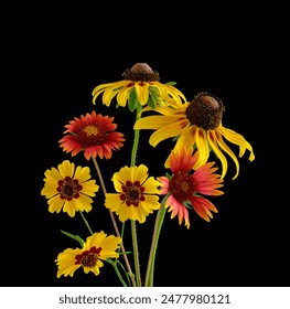 Wildflowers focus stacked and isolated on black; Black-Eyed Susan, Blanket flower and Plains Coreopsis - Powered by Shutterstock