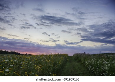 Wildflowers At Fort Defiance State Park In Iowa.