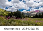 Wildflowers are in full bloom in a meadow at Gunnison National Forest near Crested Butte, Colorado