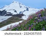 Wildflowers in full bloom in North Cascades National Park from scenic Highway 20. Seattle. Washington State. USA