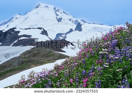 Wildflowers in full bloom in North Cascades National Park from scenic Highway 20. Seattle. Washington State. USA