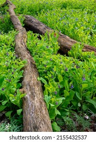 Wildflowers Grow Around Fallen Tree Trunks, Black Partridge Woods Forest Preserve, Cook County, Illinois