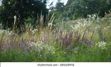 Wildflowers Growing On A Meadow In A Botanical Garden