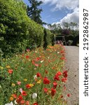 Wildflowers at Harlow Carr gardens, Harrogate