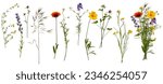 Wildflowers and herbs with example of a bouquet of these flowers. Botanical collection, summer composition, white background. Set of elements for creating collage or design, postcards, invitations.