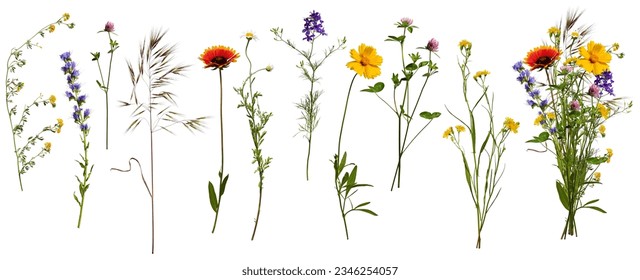 Wildflowers and herbs with example of a bouquet of these flowers. Botanical collection, summer composition, white background. Set of elements for creating collage or design, postcards, invitations.