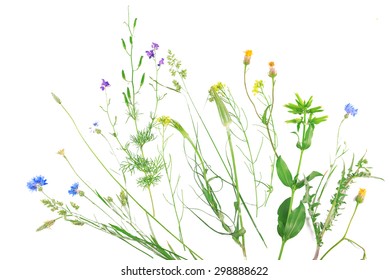 Wildflowers Isolated On White