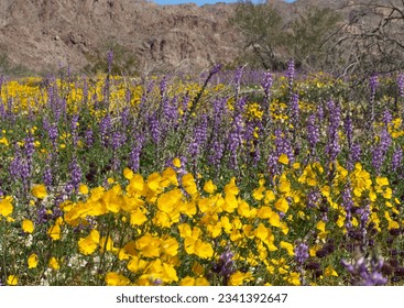 wildflowers, joshua tree national park, californa
