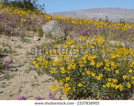 wildflowers, mojave desert, coachella valley, california