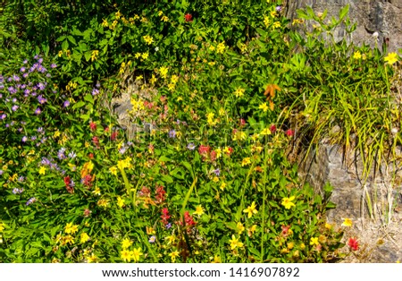 Similar – Gebüsch mit roten Beeren auf einer Wiese mit Teilen eines Baumstammes