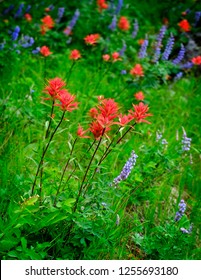 Wildflowers in Mountains Wilderness color