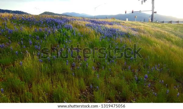 Featured image of post Wildflower Fields In Oregon / This beautiful wildflower hike in oregon is simply magical.