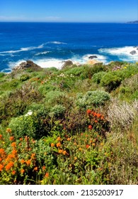 Wildflowers At Northern California Coastline