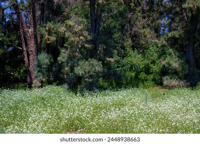 Wildflowers on an alpine meadow during spring surrounded by a temperate forest taken at a grassy field in the Sierra Nevada Mountains, CA  - Powered by Shutterstock