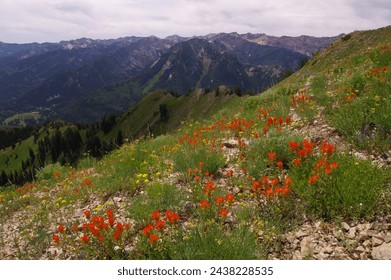 Wildflowers on Gobbler's Knob in the Wasatch Mountains, Utah