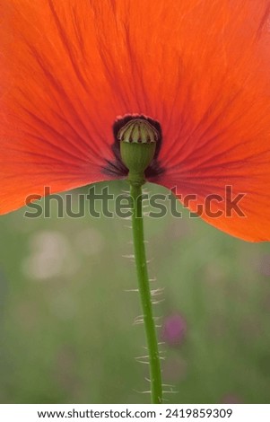 Similar – Boom flight, bumblebee and poppy