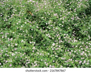 Wildflowers On The Hoboken New Jersey Waterfront