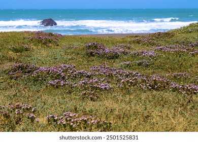 Wildflowers on lush coastal grasslands with the Pacific Ocean beyond taken at the rural Northern California Coast in the Lost Coast, CA  - Powered by Shutterstock