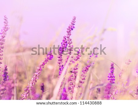 Image, Stock Photo pink flowers of calluna vulgaris in a field at sunset