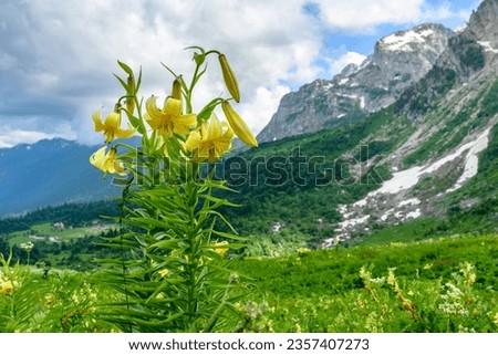Wildflowers on mountain slope in spring. Snow covered mountains and dramatic sky. North Cascades National Park. Washington State. United States of America