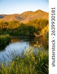 Wildflowers on Silver Creek at sunrise in Picabo, Idaho