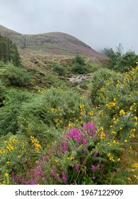 Wildflowers On Slieve Donard In Spring