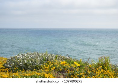 Wildflowers On The Sonoma County Coast