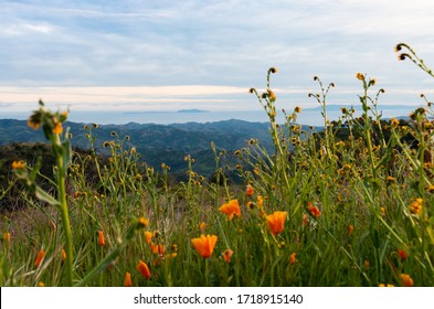 Wildflowers on Sulpher Mountain on the border of Ojai and Ventura, California 