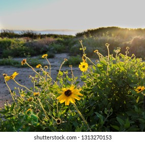 Wildflowers On The Ventura PCH Highway 1 Coast 