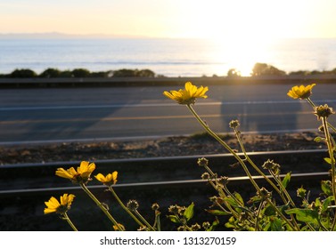 Wildflowers On The Ventura PCH Highway 1 Coast 