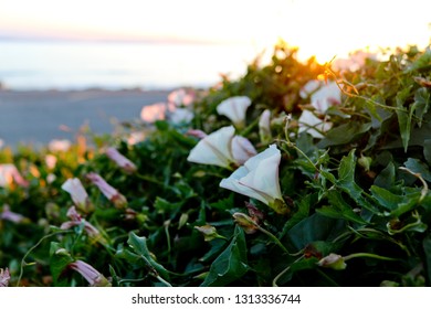 Wildflowers On The Ventura PCH Highway 1 Coast 