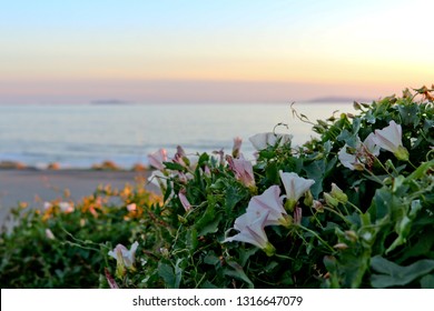 Wildflowers On The Ventura PCH Highway 1 Coast 