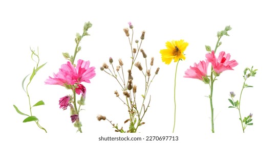 Wildflowers on a white background. Mallow flower                      
